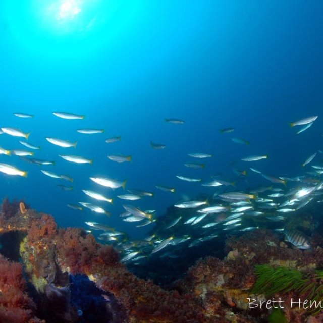 J1 (37M) Submarine Wreck