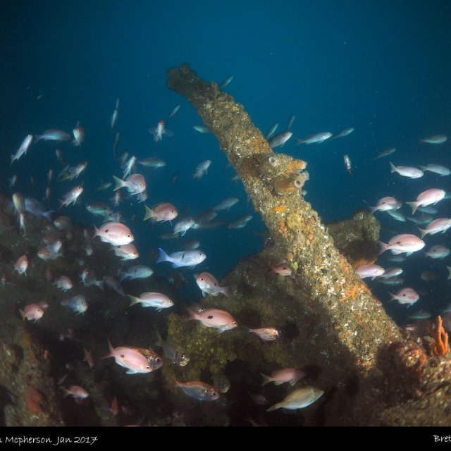 Sir William Mcpherson Wreck