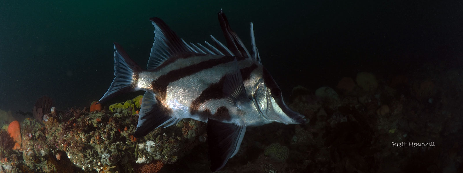 Lonsdale Wall looks more like Boarfish Reef – May 2016