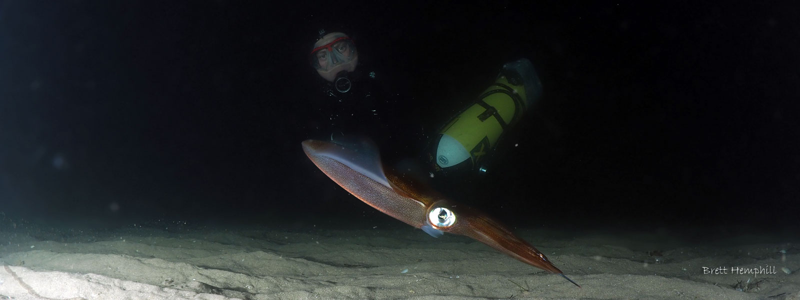 Rye Pier dive reveals 4 types of Octopus – May 2016