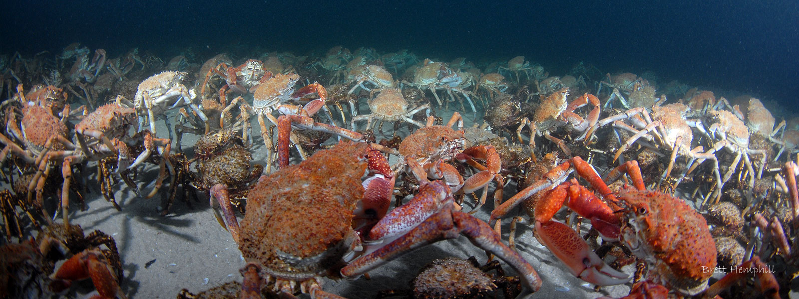 Spider Crabs at Rye Pier May 2016