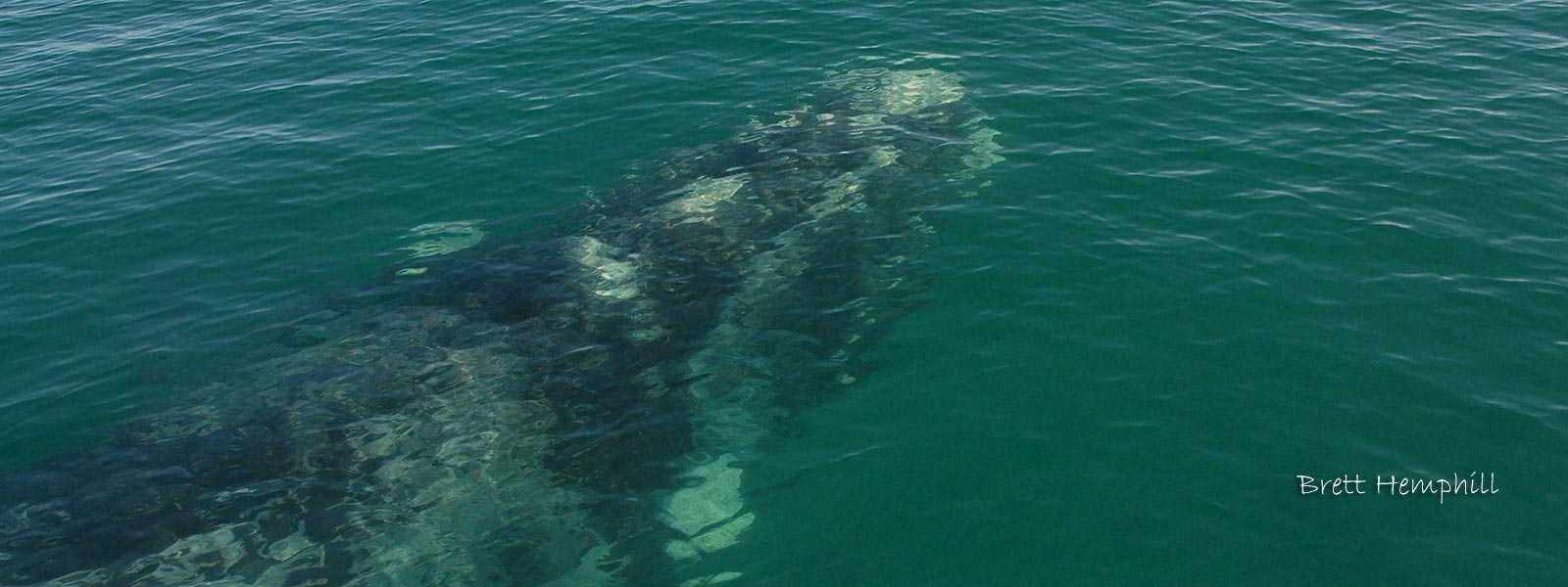 Southern Right Whale in the Bay