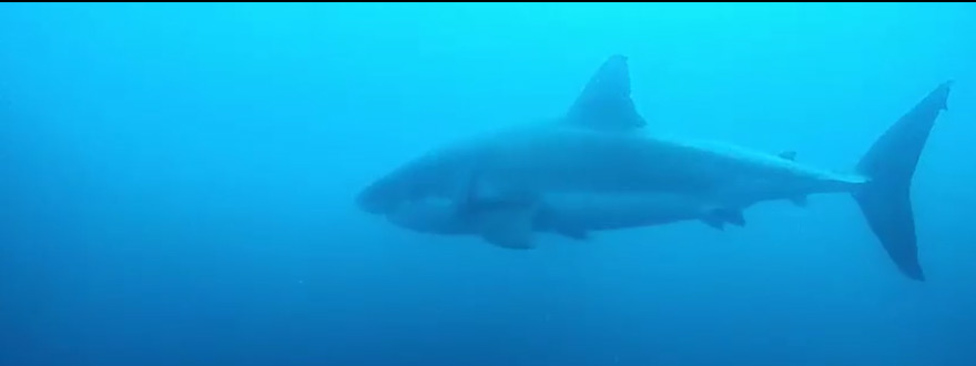 Beautiful shark swims with local divers