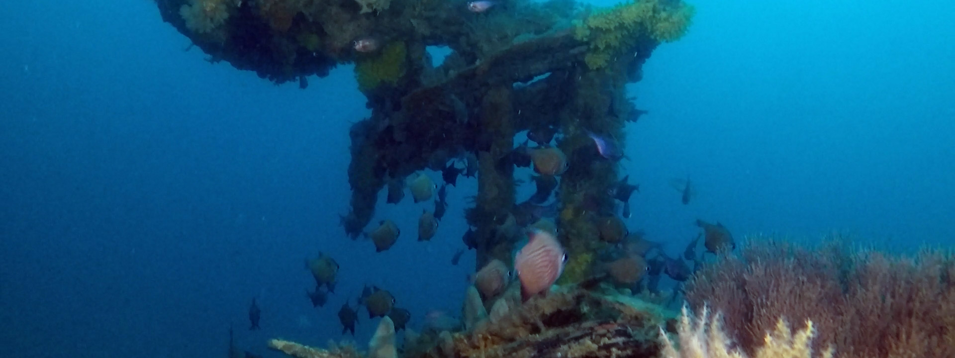 Wreck Diving in Bass Strait, Victoria, Australia